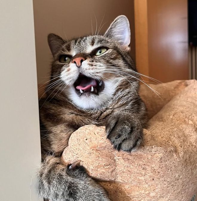 人和同伴的名字吗？它们是怎么区分的呢？PG麻将胡了试玩谁叫我？猫咪能记住家