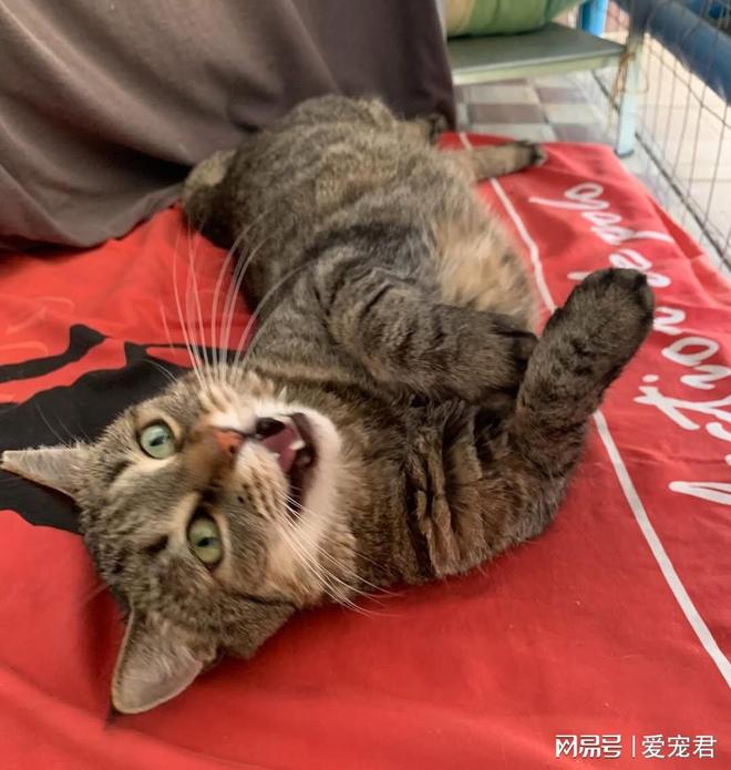 人和同伴的名字吗?它们是怎么区分的呢?PG麻将胡了试玩谁叫我?猫咪能记住家(图4) 人和同伴的名字吗?它们是怎么区分的呢?PG麻将胡了试玩谁叫我?猫咪能记住家(图4)