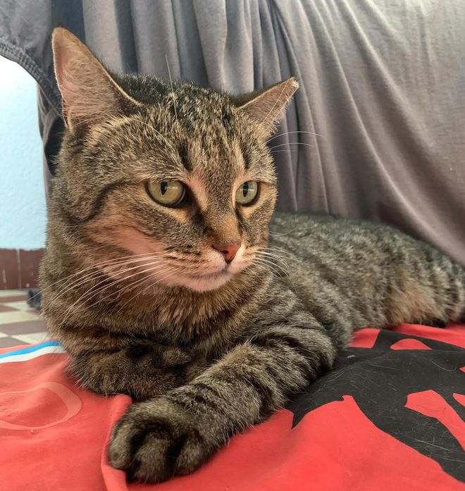 人和同伴的名字吗?它们是怎么区分的呢?PG麻将胡了试玩谁叫我?猫咪能记住家(图3) 人和同伴的名字吗?它们是怎么区分的呢?PG麻将胡了试玩谁叫我?猫咪能记住家(图3)