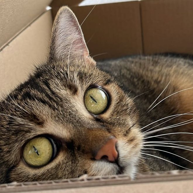 人和同伴的名字吗?它们是怎么区分的呢?PG麻将胡了试玩谁叫我?猫咪能记住家(图2) 人和同伴的名字吗?它们是怎么区分的呢?PG麻将胡了试玩谁叫我?猫咪能记住家(图2)