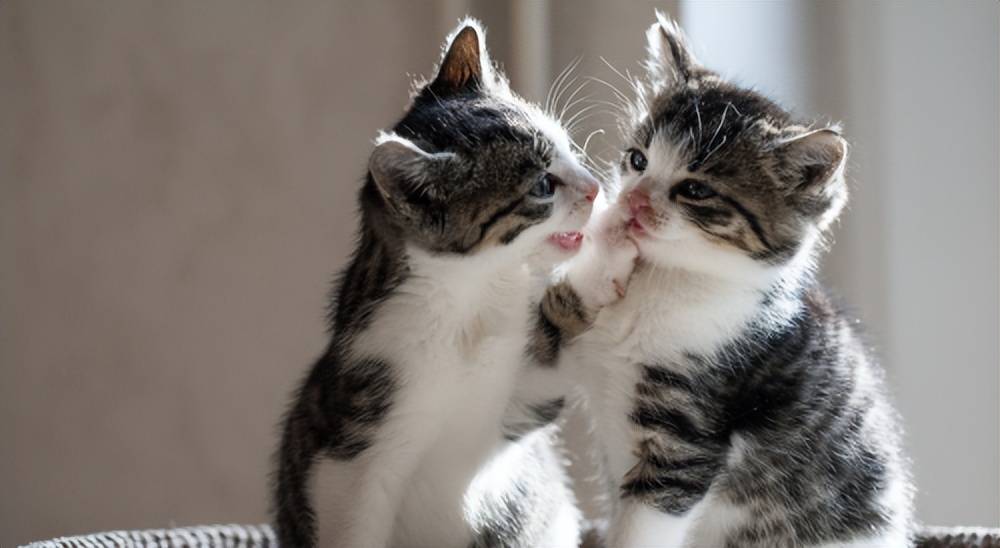 5 中国猫主食罐白皮书公布 朵达全系列深度拆解PG麻将胡了免费试玩模拟器【行业解读】202(图2)