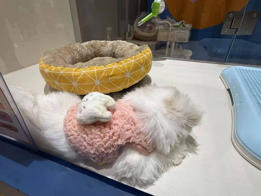 ！毛孩子也有新年三件套麻将胡了试玩模拟器爆单(图2)